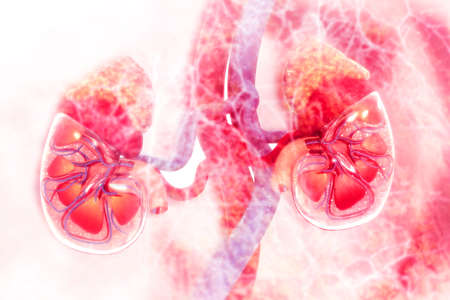 Human kidney cross section on scientific background. 3d illustrationの写真素材
