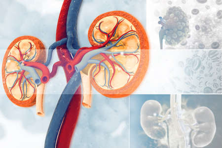 Human kidney cross section. 3d illustrationの写真素材