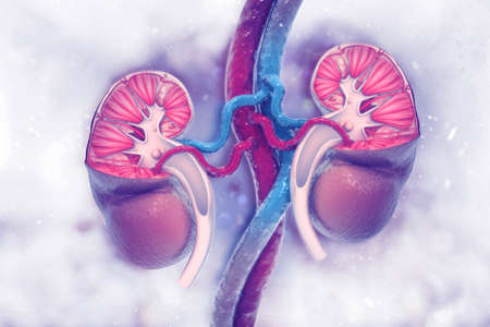 Human kidney cross section on scientific background. 3d illustrationの写真素材