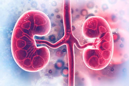 Human kidney on scientific background. 3d illustrationの写真素材