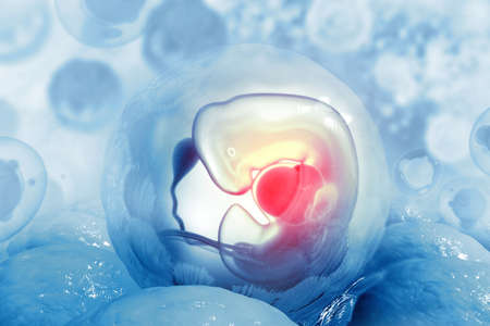 Human fetus on scientific background. 3d illustrationの写真素材