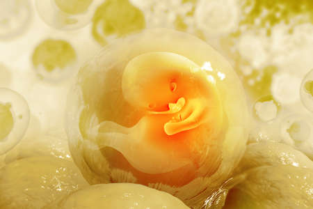 Human fetus on scientific background. 3d illustrationの写真素材