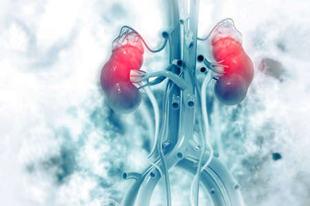 Human kidney on scientific background. 3d illustrationの写真素材