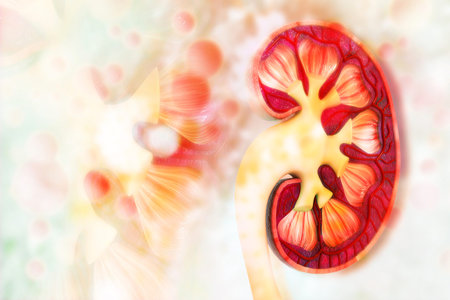 Human kidney cross section on scientific background. 3d illustration