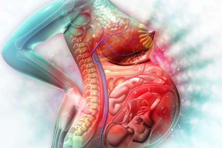 Pregnant woman and child in the womb. Human fetus. 3d illustrationの写真素材