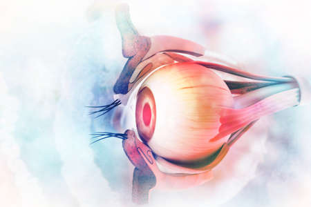 Human eye anatomy. Inner structure. 3d illustrationの写真素材