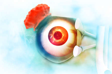 Human eye anatomy. Inner structure. 3d illustrationの写真素材