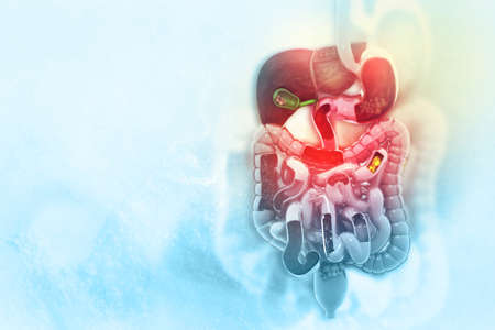 Human digestive system on scientific background. 3d illustrationの写真素材