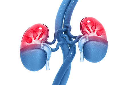 Human kidney cross section 3d renderの写真素材