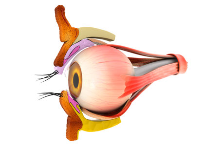 Human eye anatomy, inner structure, 3d illustration