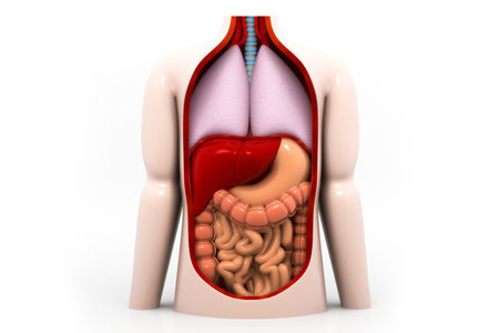 Human digestive system 3d render