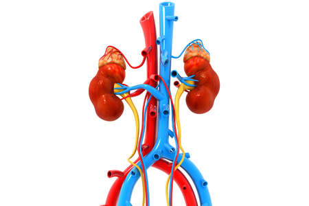 Human kidney 3d renderの写真素材