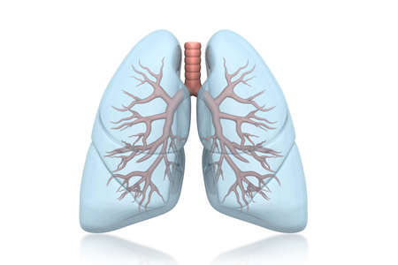 Human lungs anatomy 3d renderの写真素材