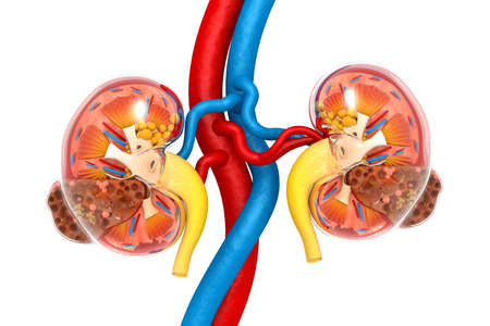 Kidney disease. Kidney cross section. 3d illustrationの写真素材