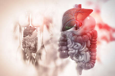 Human digestive system on scientific background. 3d illustrationの写真素材
