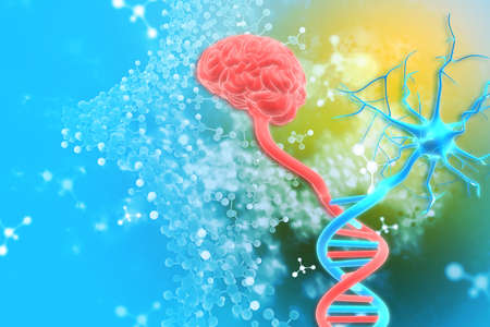 DNA structure and brain on scientific background.3d illustrationの写真素材
