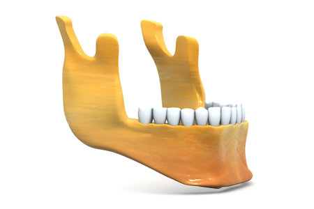 Human jaw bone with teeth 3d render