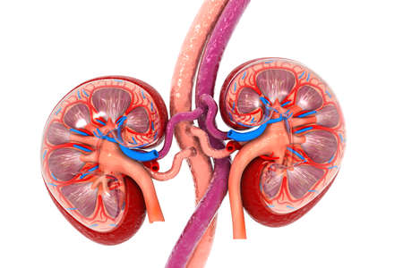 Human kidney cross sectionの写真素材