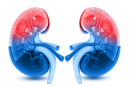 Human kidney cross section