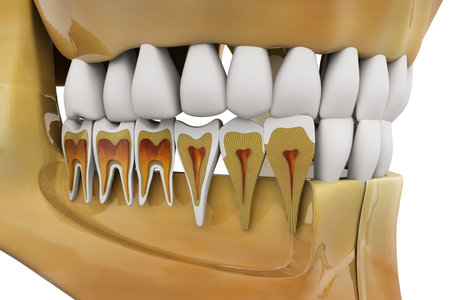 Human tooth, Cross section, 3d illustration