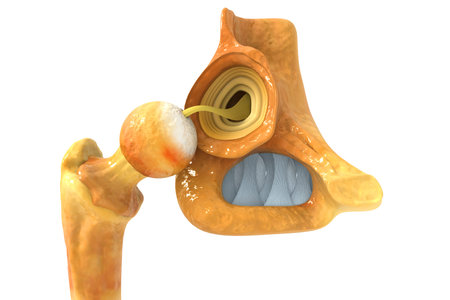 limb bones anatomy, injury, 3d illustration