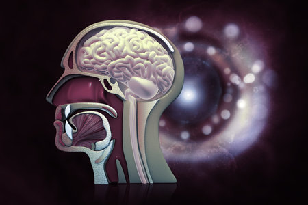 Human head cross section.3d illustration