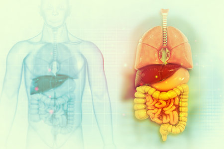 Human digestive system on scientific background.3d illustrationの写真素材