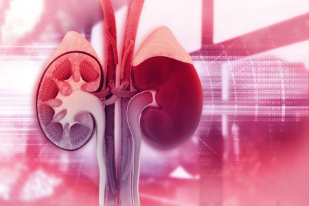 Human kidney cross section on scientific background. 3d illustration