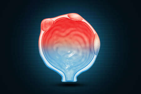 Structure of Urinary Bladder. 3d illustrationの写真素材