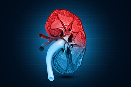 Human kidney cross section on scientific background. 3d illustration