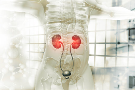 Human kidney on scientific background. 3d illustration