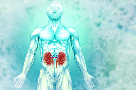 Human kidney on scientific background. 3d illustration