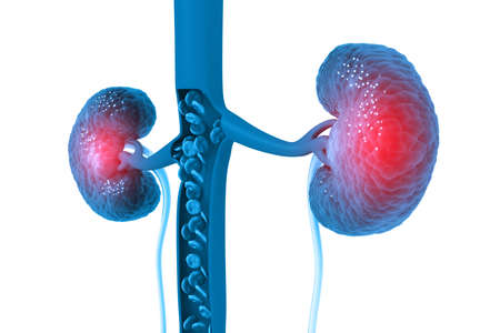 Human kidney on scientific background. 3d illustrationの写真素材