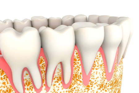 Human tooth anatomy. 3d renderの写真素材