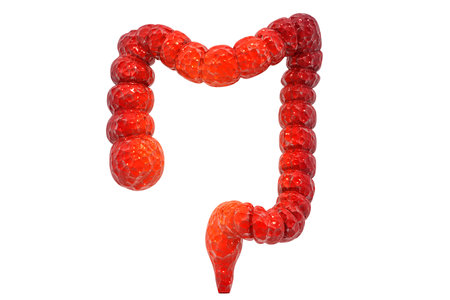 Human colon on white background. 3d illustration