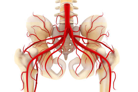 Anatomy of human pelvis. 3d illustrationの写真素材