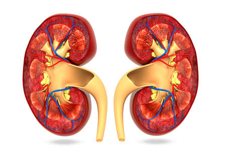 Human kidney cross section. 3d renderの写真素材