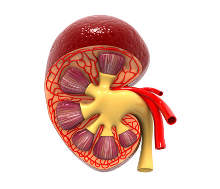 Human kidney cross section. 3d render
