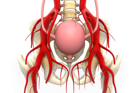 Anatomy of Human pelvis. 3d render