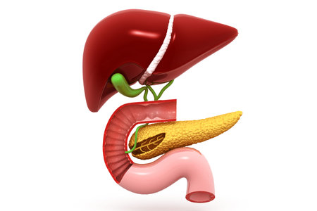 Human digestive system.3d render