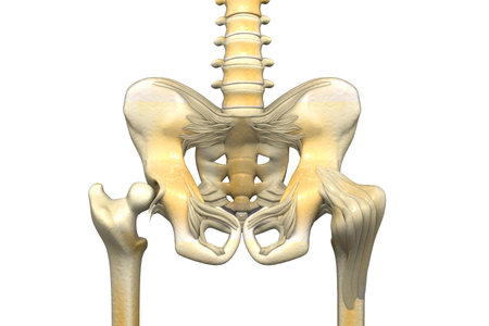 Human pelvis on white background. 3d illustration