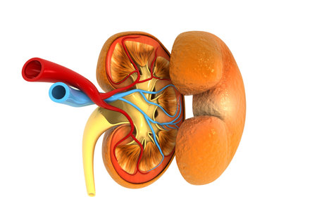 Human kidney cross section. 3d illustration