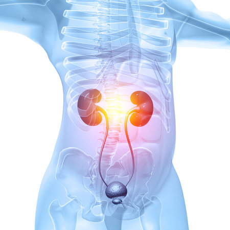Anatomy of human body with kidney on white background. 3d illustration