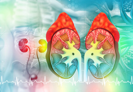 Human kidney cross section anatomy. 3d illustration