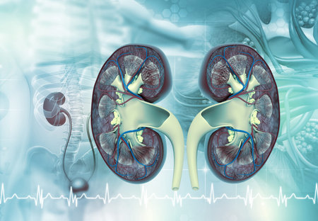Human kidney cross section anatomy. 3d illustration