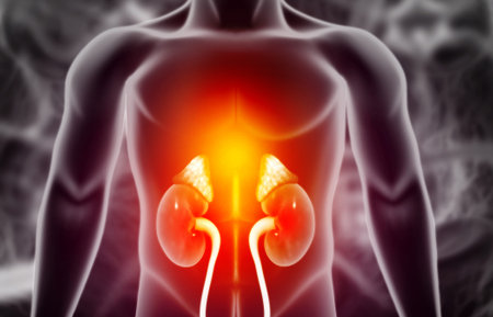 Anatomy of human body with kidneys. 3d illustration