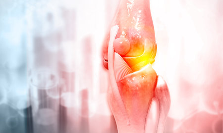 Anatomy of human knee joint. 3d illustrationの写真素材