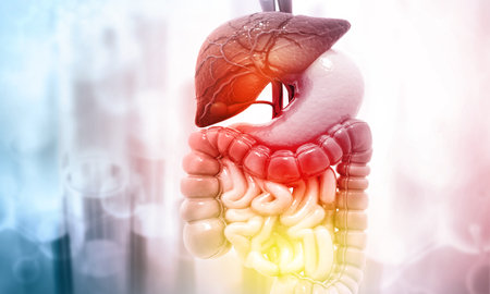 Human digestive system on scientific background. 3d illustration