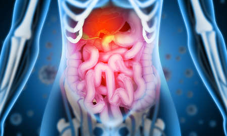 Human Digestive System Anatomy. 3D illustrationの写真素材