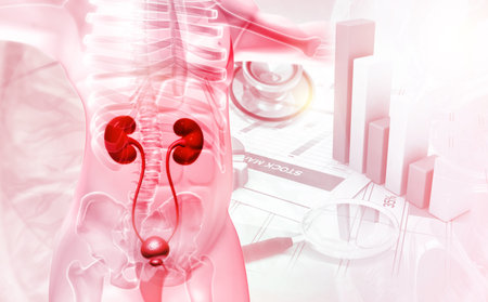 Human Urinary System Kidneys with Bladder Anatomy. 3d illustration